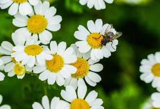 Closeup view fly beautiful tiny daisy flowers