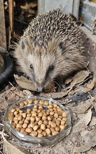 Onze Egel