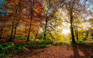 Autumn leaves 2963220 1280