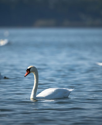 Aron marinelli WD T Ls1 H Gw Q unsplash