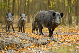 Wilde Zwijnen Shutterstock 118164862