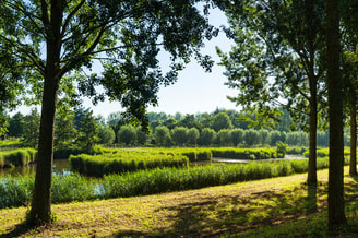 Shutterstock 1463608553 Groen Dordrecht Wilgen Riet Biesbosch