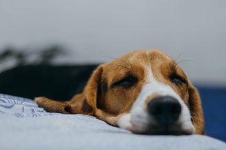 Hond3 joao victor xavier 25 XA Eb C Ck JY unsplash