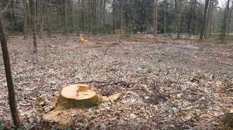 Bomenkap Bij Apenheul Foto Theo Kerkhof