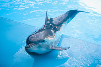 Dolfinaria