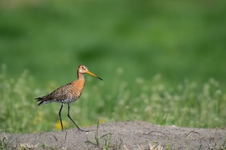 Grutto weidevogel