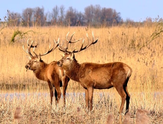 Edelherten Oostvaardersplassen Arno Jan Boere