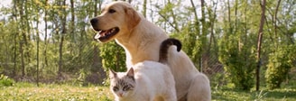 Hond en kat