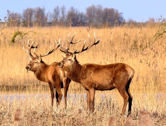 Edelherten Oostvaardersplassen Arno Jan Boere