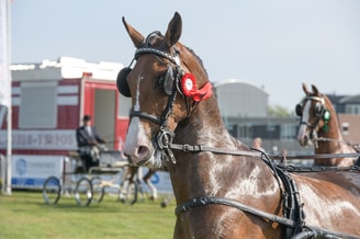 20230916 tuigpaarden hoogland 060