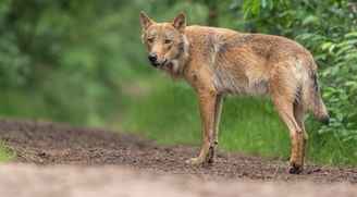 Wolf Bram 1 Ramon van Bentum
