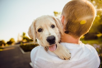 Hond op schouder Pixabay