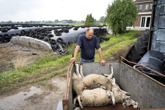 Dode schapen door blauwtong