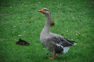 Gans