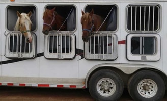 Paarden in trailer