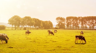 Hitteleed header