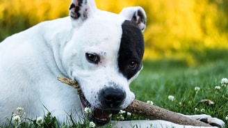 Hond-honden-stafford-dog-dogs