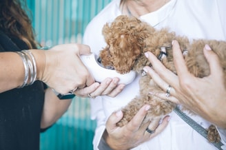 dierenarts vitale beroepen dierenverzorger hond