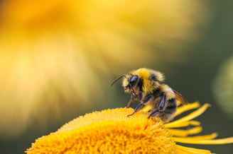 bij gif monsanto bijen