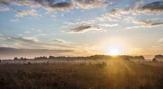 Heide natuur 2