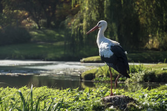 Ooievaar 2 Pixabay