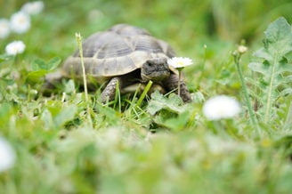 schildpad nsc pvdd schildpaddenopvang opvangcentra dierenambulance dierenambulances dierendag reptielen positieflijst