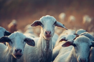Geit-goat-q-koorts-3