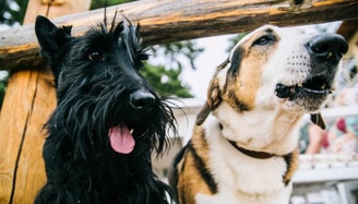 Honden