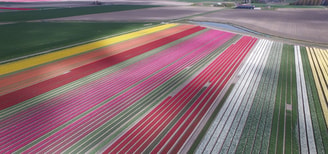 Bollenveld