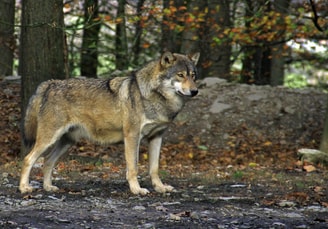 Wolf