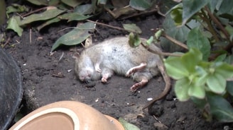Overleden rat AT5