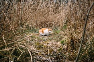 Kat In Het Gras