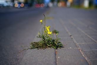 Plantje versteend