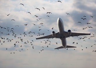 Vliegtuig vogels