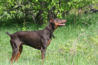 Couperen Hond