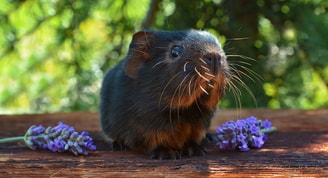 Cavia Pixabay