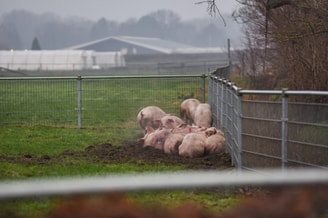 Spaar de Varkens - crowdfunding - pvdd - partij voor de dieren - megastal - stalbrand - dieren - varken