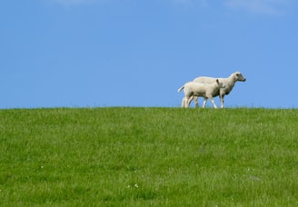 Animals daylight farm 1092201