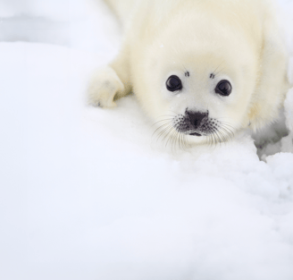 Zeehond pup extra groot