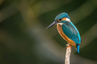 Ijsvogel vincent van zalinge v UN Qa Tt Ze Oo unsplash