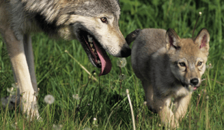 Wolf met pup 1