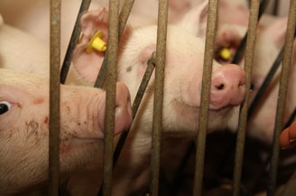 Varkens achter tralies