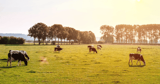 Koeien in de zon