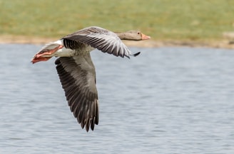 Grauwe gans in vlucht