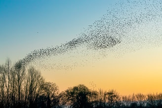 Vogels pvdd drenthe