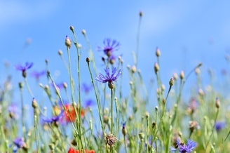 Wilde bloemen