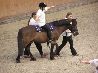 Animal assisted therapy