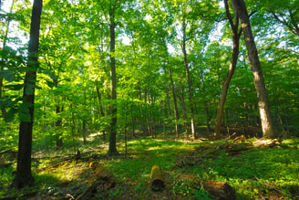 Bos Tiny Forest