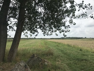 Boterbloem 1