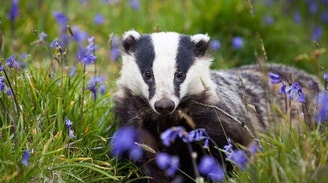 Cornish Badger Cseth Jackson